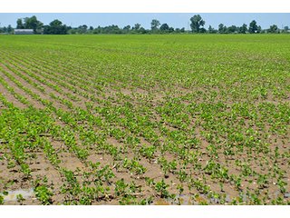 Property photo 100 - LAND AUCTION - 700+/- ACRES OFFERED IN 16 TRACTS IN ALLEN COUNTY, INDIANA
